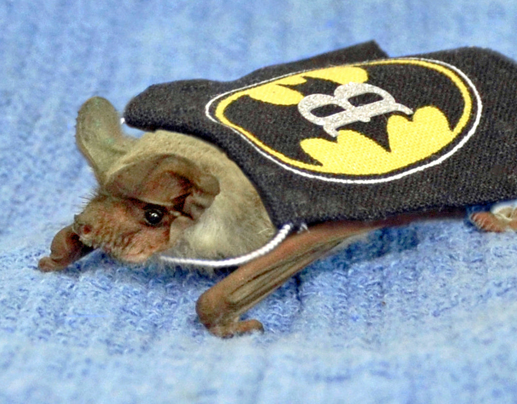 Benger Virtual Sponsorship