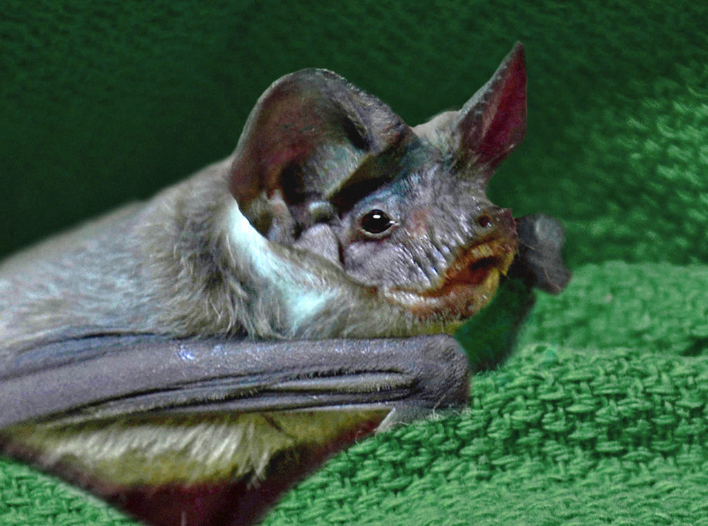 Ernie Virtual Sponsorship