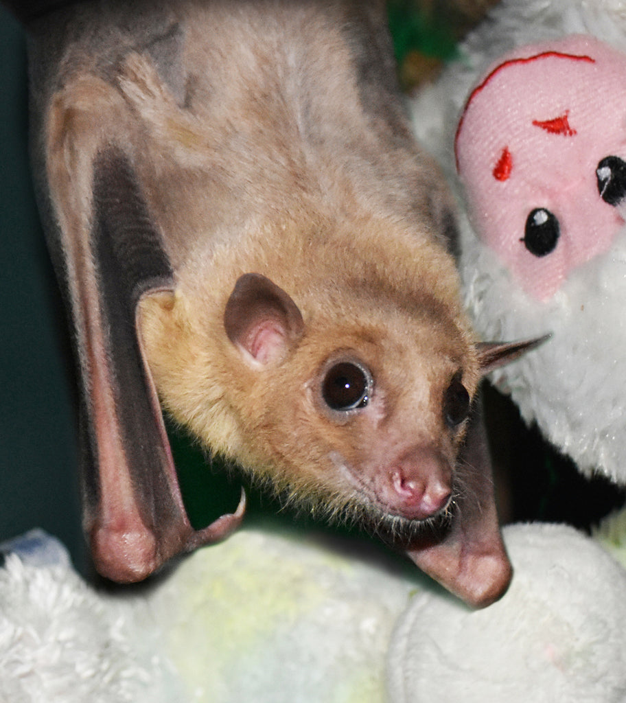 Sully Virtual Sponsorship