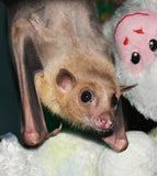 Sully Virtual Sponsorship