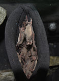 Bat Roosting Pouch