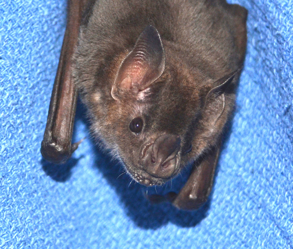 Tinkerbell Virtual Sponsorship