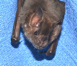 Tinkerbell Virtual Sponsorship