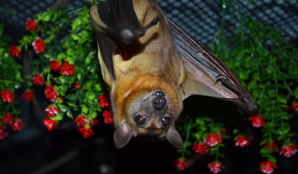 Bat World Store Gift Card