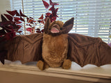 Giggles the Big Brown Bat