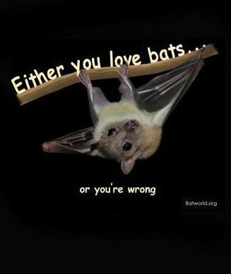Bat World "Either You Love Bats or You're Wrong" Tee